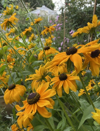Rudbeckia Marmalade by Bishy Barnabees Cottage Garden features clusters of vibrant yellow coneflowers with dark centers, blooming amid lush green leaves and hints of pink blooms in a softly blurred garden background.