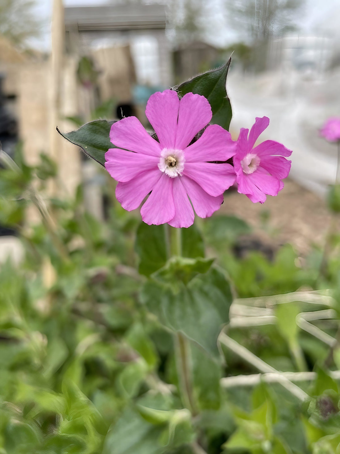 Red Campion flower with vibrant pink petals surrounded by green foliage