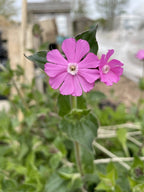 A close-up of two vibrant Red Campion flowers from Bishy Barnabees Cottage Garden, each with five pink petals, blooming among green leaves. The blurred background highlights their beauty—ideal for a wildlife-friendly garden.