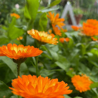 Calendula Oopsy Daisy by Bishy Barnabees Cottage Garden Ltd features vibrant orange blooms with lush green leaves. Photographed in a garden, the softly blurred background highlights these standout container flowers in the foreground.