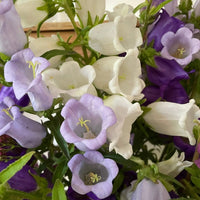 A close-up of bell-shaped blooms in purple, lavender, and white with green leaves, grown from Canterbury Bells Crown Single Mixed seeds by Bishy Barnabees Cottage Garden Ltd.