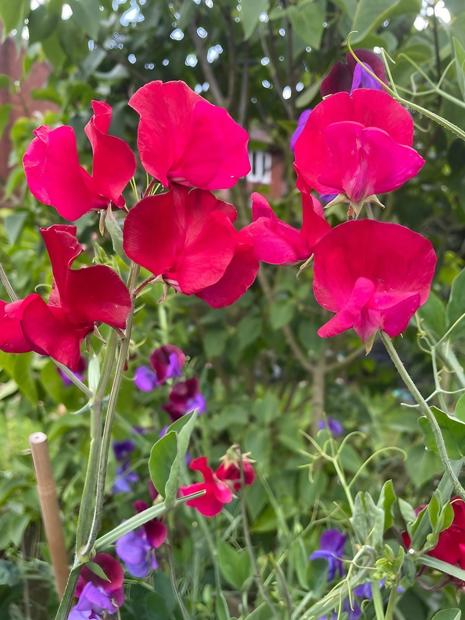 Close-up of Sweet Pea Winston Churchill flowers in bloom