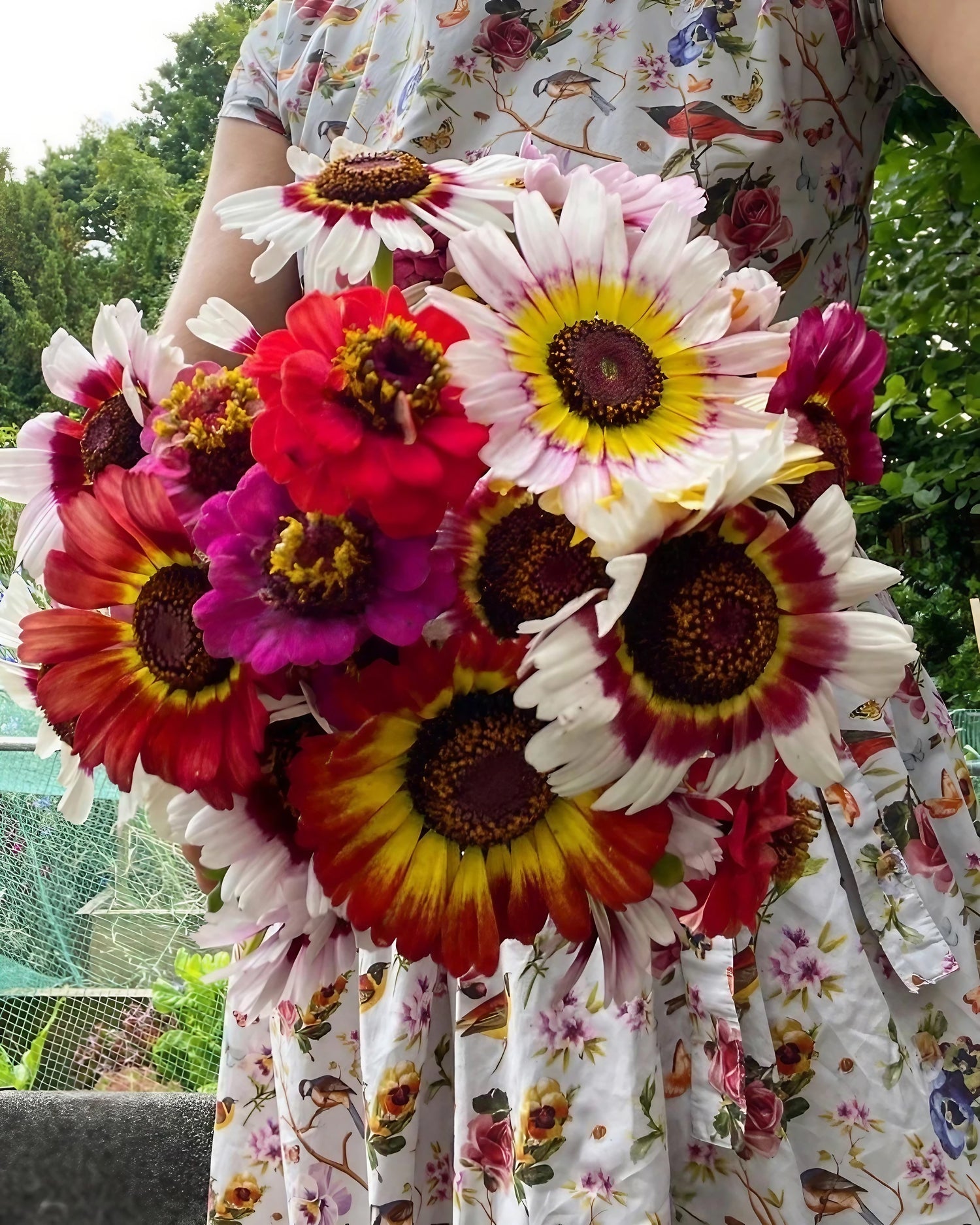 A woman gently cradling a handpicked bouquet of Chrysanthemum Painted Daisy flowers