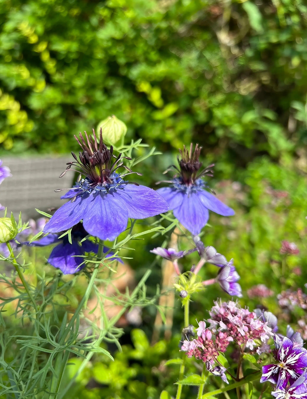 Close-up of vibrant royal violet-blue Nigella hispanica flowers by Bishy Barnabees Cottage Garden, with delicate petals, spiky centers, green foliage, seed pods, and a few small pink blooms in a sunlit garden.