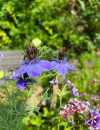 Close-up of vibrant royal violet-blue Nigella hispanica flowers by Bishy Barnabees Cottage Garden, with delicate petals, spiky centers, green foliage, seed pods, and a few small pink blooms in a sunlit garden.