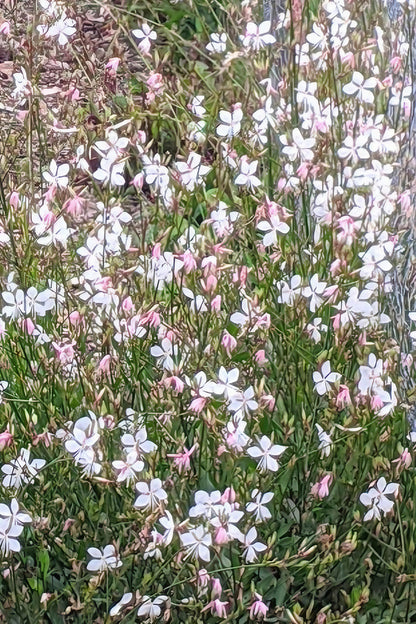 A single Gaura lindheimeri &