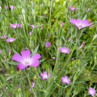 Close-up of several light purple Corncockle flowers by Bishy Barnabees Cottage Garden Ltd, featuring five petals each and thin green stems, growing densely among grass and foliage in a natural setting.