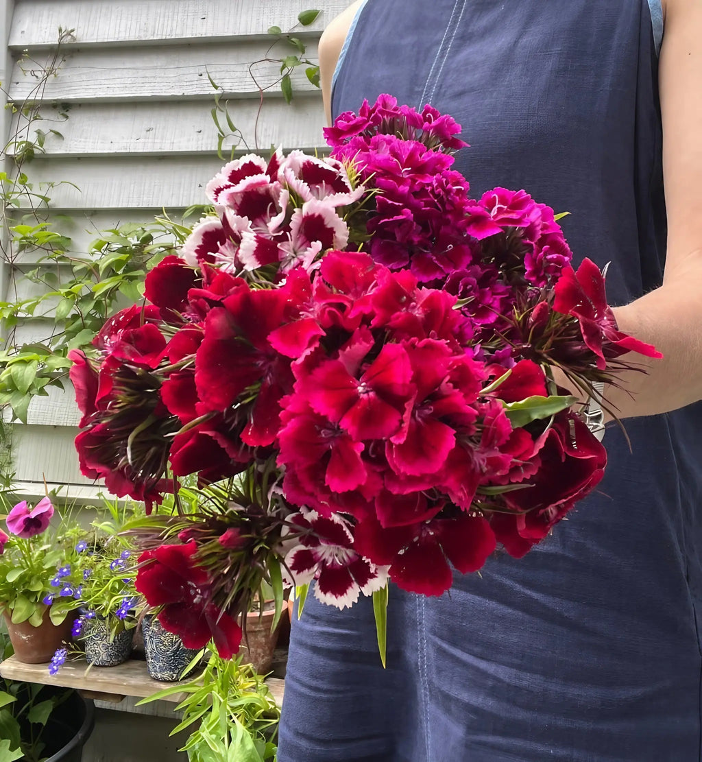 A person in a sleeveless blue dress holds a large bouquet of vibrant red and magenta Bishy Barnabees Cottage Garden Sweet William Indian Carpet Mixed flowers, standing outside by a wall with green vines and potted plants.