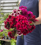 A person in a sleeveless blue dress holds a large bouquet of vibrant red and magenta Bishy Barnabees Cottage Garden Sweet William Indian Carpet Mixed flowers, standing outside by a wall with green vines and potted plants.