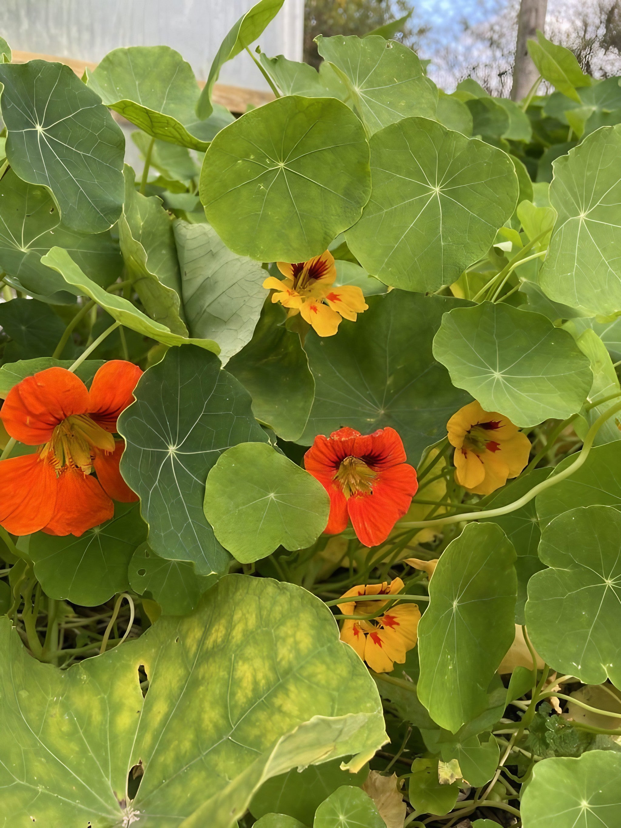 Nasturtium Tom Thumb plants growing inside a greenhouse