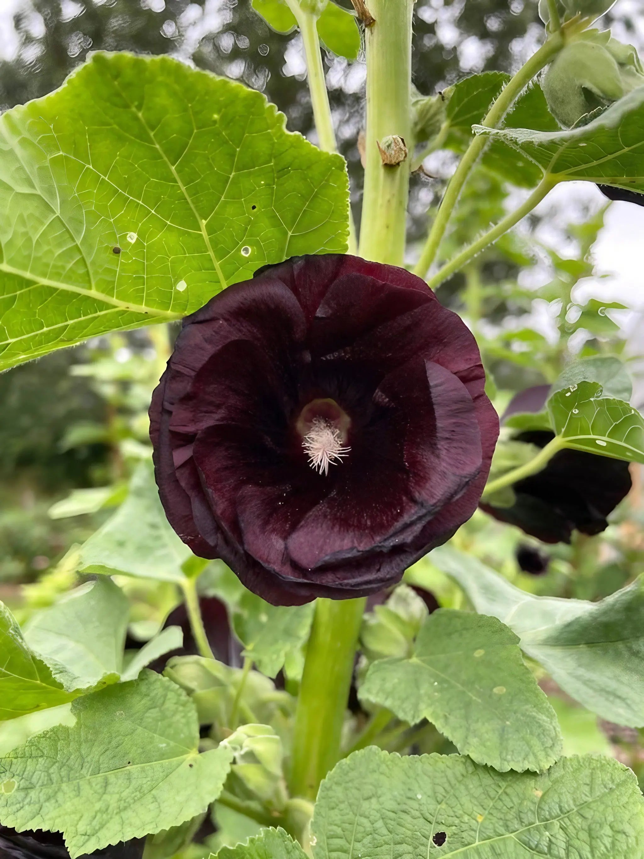 A close-up of Hollyhock Nigra by Bishy Barnabees Cottage Garden shows its dark maroon-black flower with a pale center, surrounded by green leaves outdoors—a striking gothic garden addition.