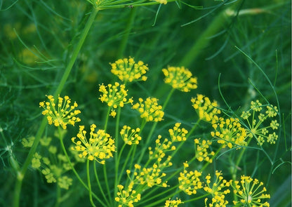 Close-up of dill flowers (Anethum graveolens) showcasing vibrant yellow blooms against lush green foliage.