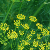 Bishy Barnabees Cottage Garden Dill Bouquet produces clusters of small yellow flowers with feathery leaves—perfect for cut flower gardens, pickling, or naturalized settings.