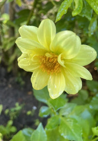 A close-up of Dahlia Early Bird Mix by Bishy Barnabees Cottage Garden—pale yellow, early-blooming flowers with delicate petals and golden centers, among green leaves—ideal for brightening patio pots.