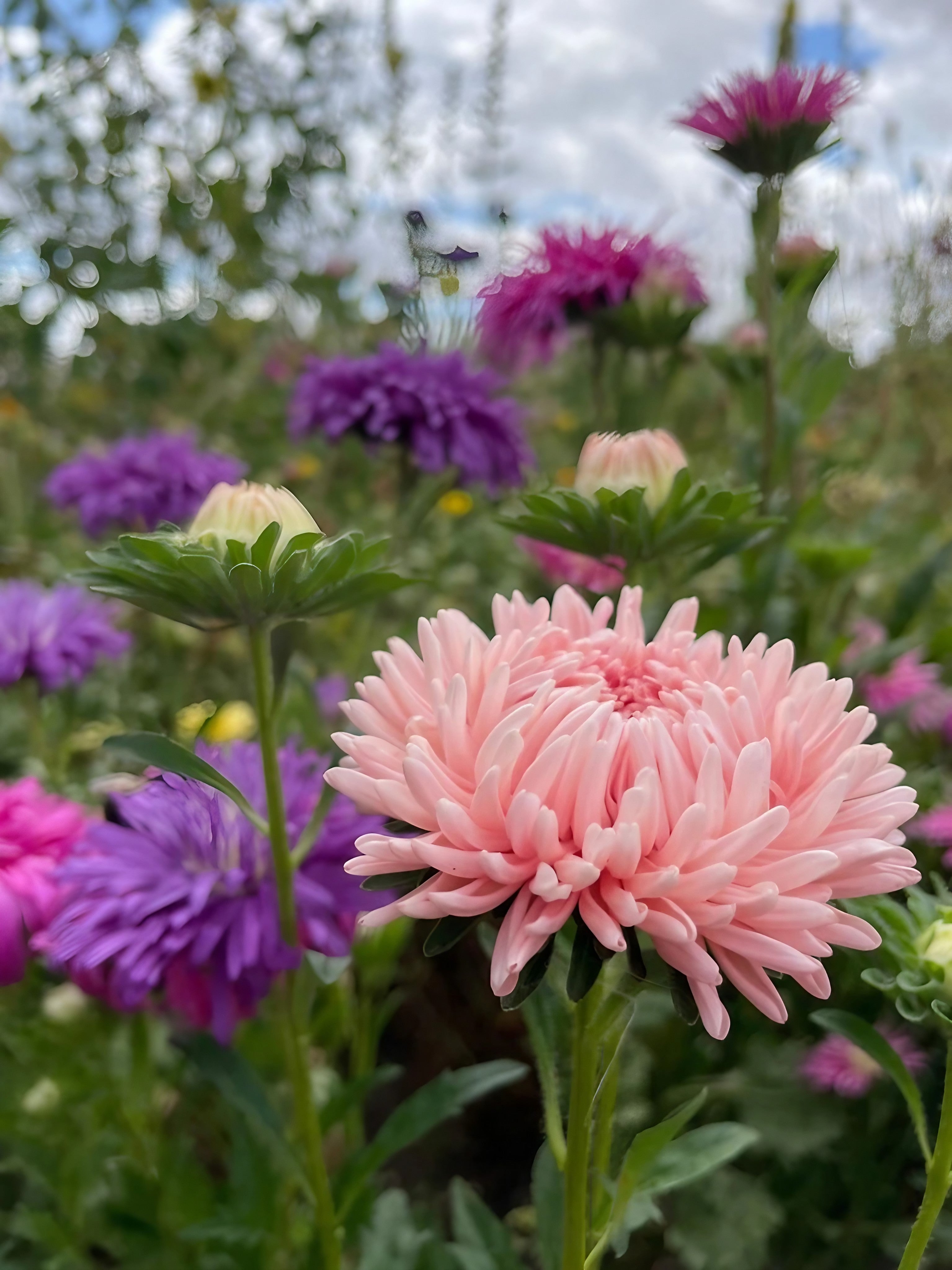 Field of blooming Aster China Peony Mix with pink and purple hues