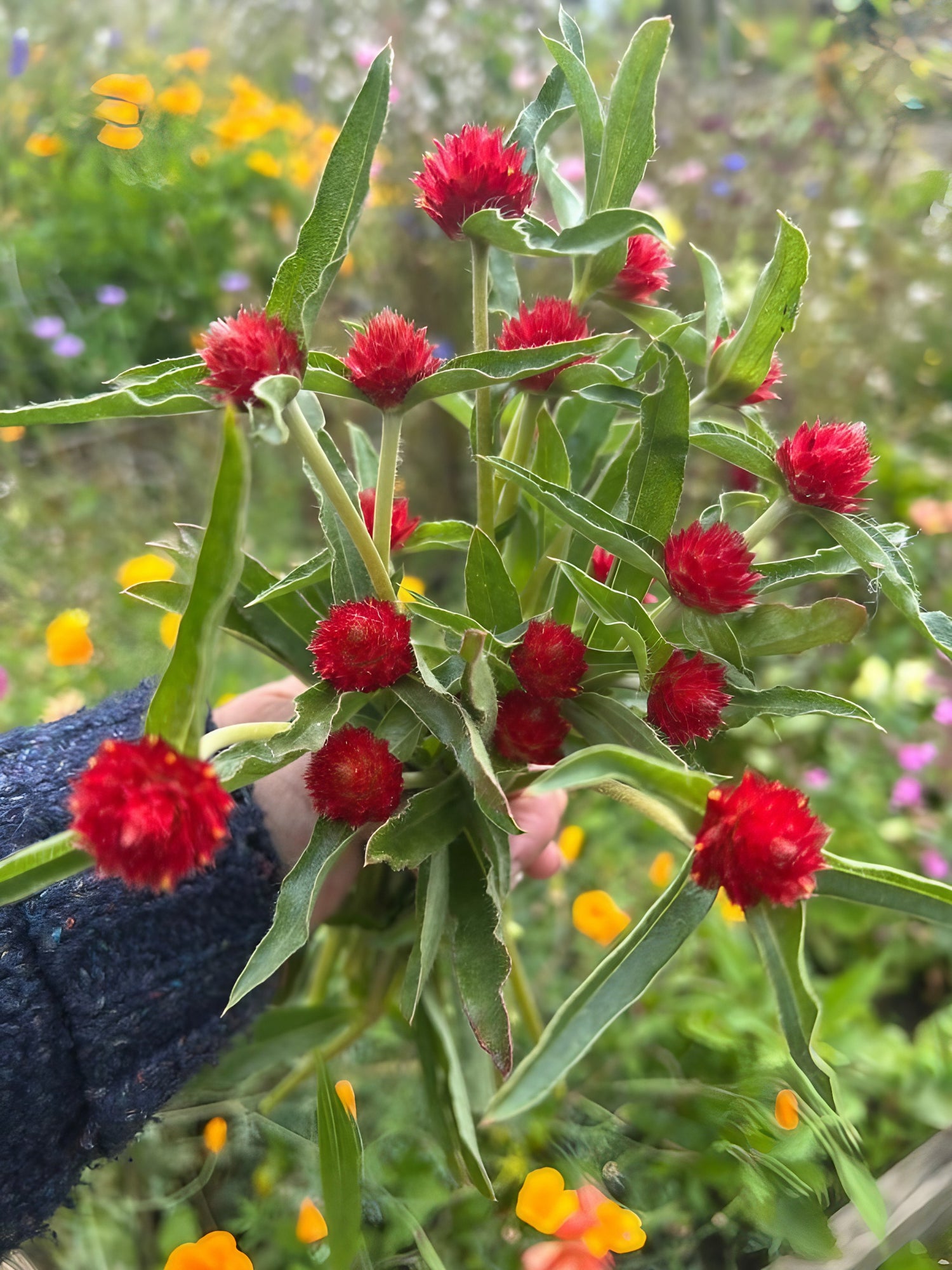 Individual holding a cluster of Gomphrena Strawberry Fields flowers with red globular heads