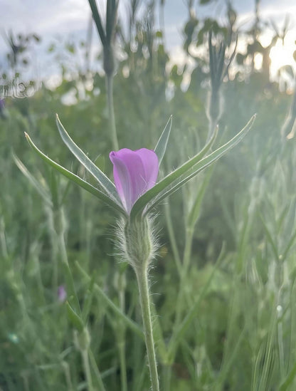 Lone Corncockle (Agrostemma githago) standing out in a lush green field