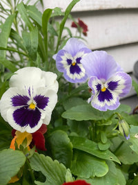 Viola Cornuta Large Flower Mix by Bishy Barnabees Cottage Garden features edible blooms in white, purple, and violet with dark centers and green leaves, flourishing in a garden near a light-colored wall.