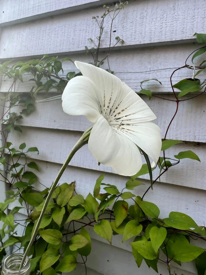 Corncockle Bianca flower positioned against the backdrop of a white house exterior