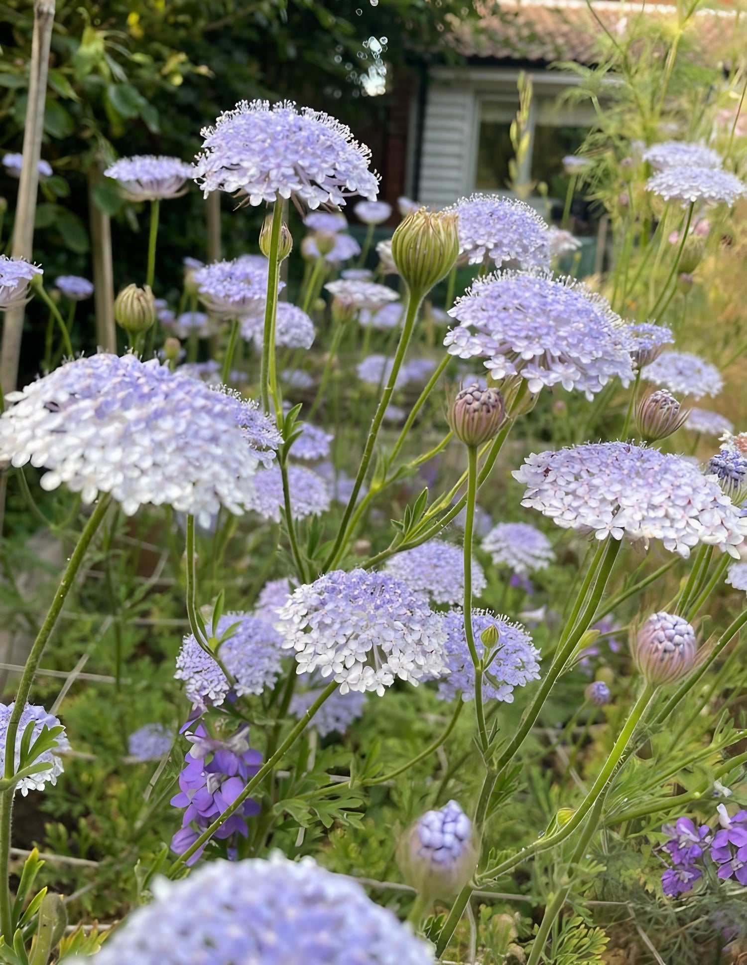 Didiscus Madonna Mixed blooming in a vibrant garden setting