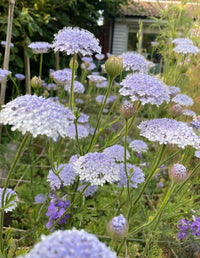 Clusters of delicate Didiscus Madonna Mixed by Bishy Barnabees Cottage Garden bloom on tall green stems, perfect for wedding bouquets, with abundant mixed flowers and greenery in the soft background.