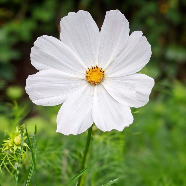 The Cosmos Purity by Bishy Barnabees Cottage Garden features a single white bloom with a yellow center, standing out against green foliage—ideal for moon gardens or adding stunning white flowers to your cutting garden.