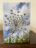 A close-up of a delicate white flower against a blue sky features on this Collection of Four Greeting Cards from Bishy Barnabees Cottage Garden Ltd—ideal for nature lovers or as elegant blank cards.