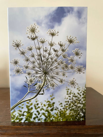 Greeting card featuring a close-up of white flowers against a blue sky, perfect for any occasion.