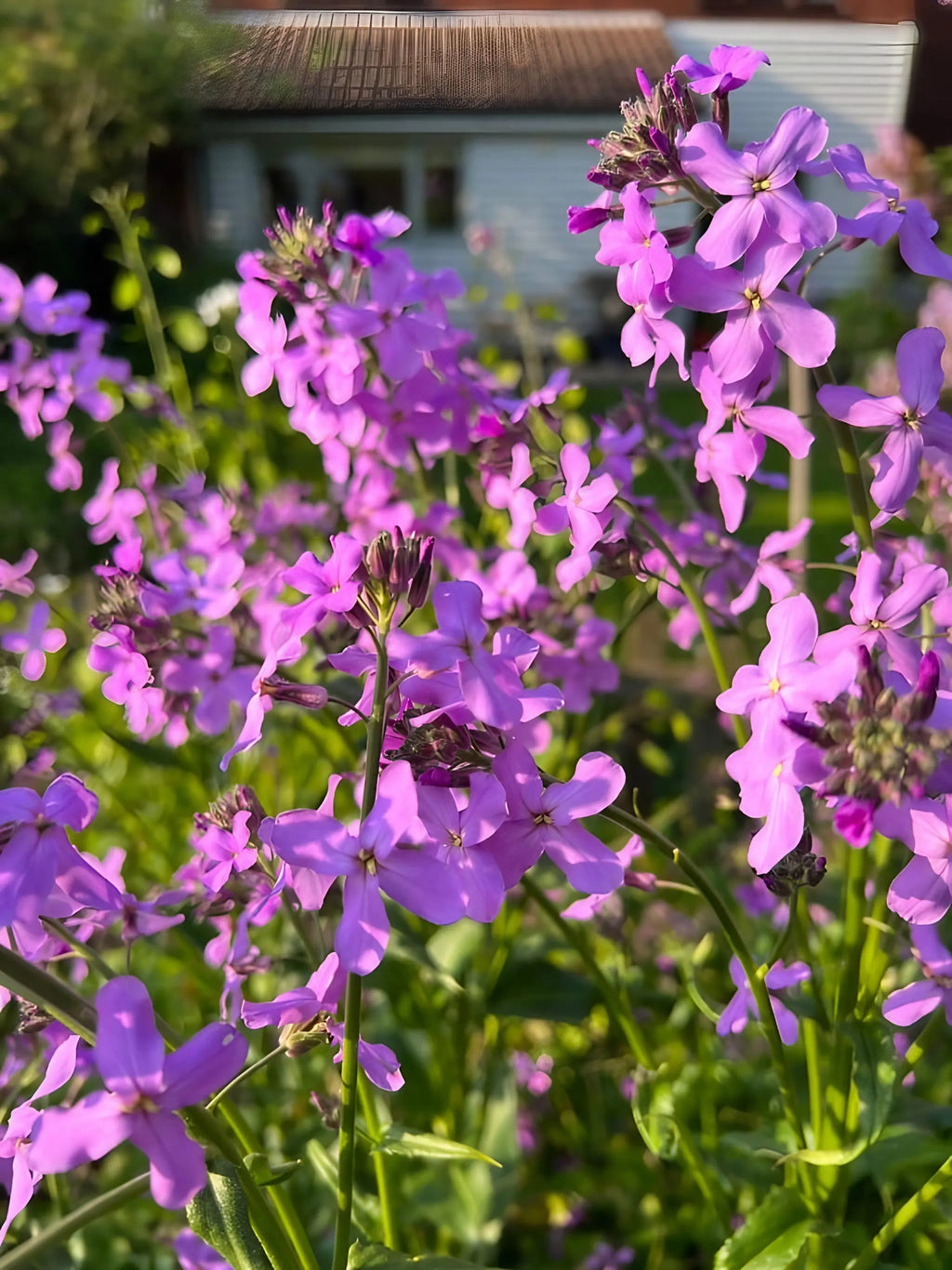 Close-up of Bishy Barnabees Cottage Garden's Hesperis Purple (Sweet Rocket) with vivid blooms, green stems, and leaves illuminated by sunlight. A softly blurred building with a rusty roof appears in the background.
