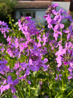 Close-up of Bishy Barnabees Cottage Garden's Hesperis Purple (Sweet Rocket) with vivid blooms, green stems, and leaves illuminated by sunlight. A softly blurred building with a rusty roof appears in the background.