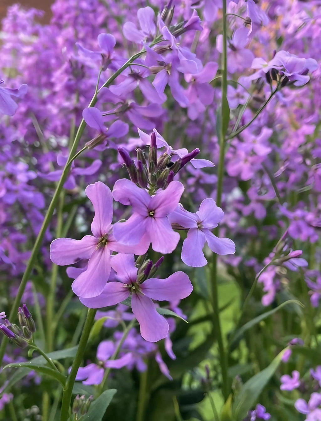 Close-up of vibrant Hesperis Purple (Sweet Rocket) flowers by Bishy Barnabees Cottage Garden, featuring delicate purple petals and green stems set against a blurred background of more blooms and lush greenery.