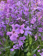 Close-up of vibrant Hesperis Purple (Sweet Rocket) flowers by Bishy Barnabees Cottage Garden, featuring delicate purple petals and green stems set against a blurred background of more blooms and lush greenery.