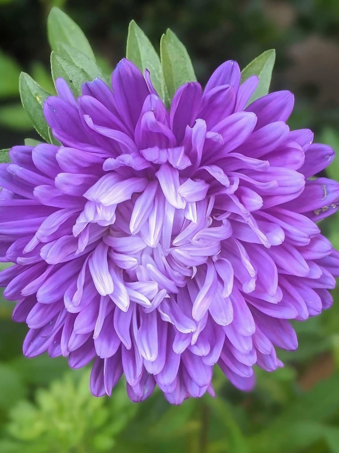A single purple Aster Duchess flower with a backdrop of greenery