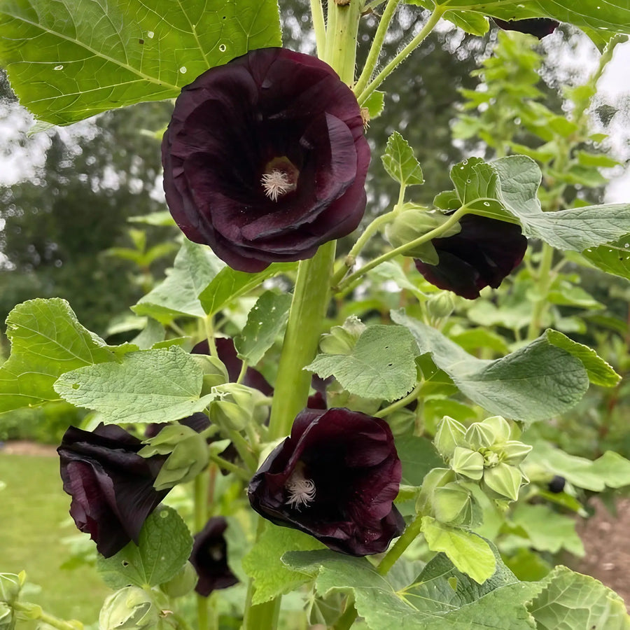 Hollyhock Nigra