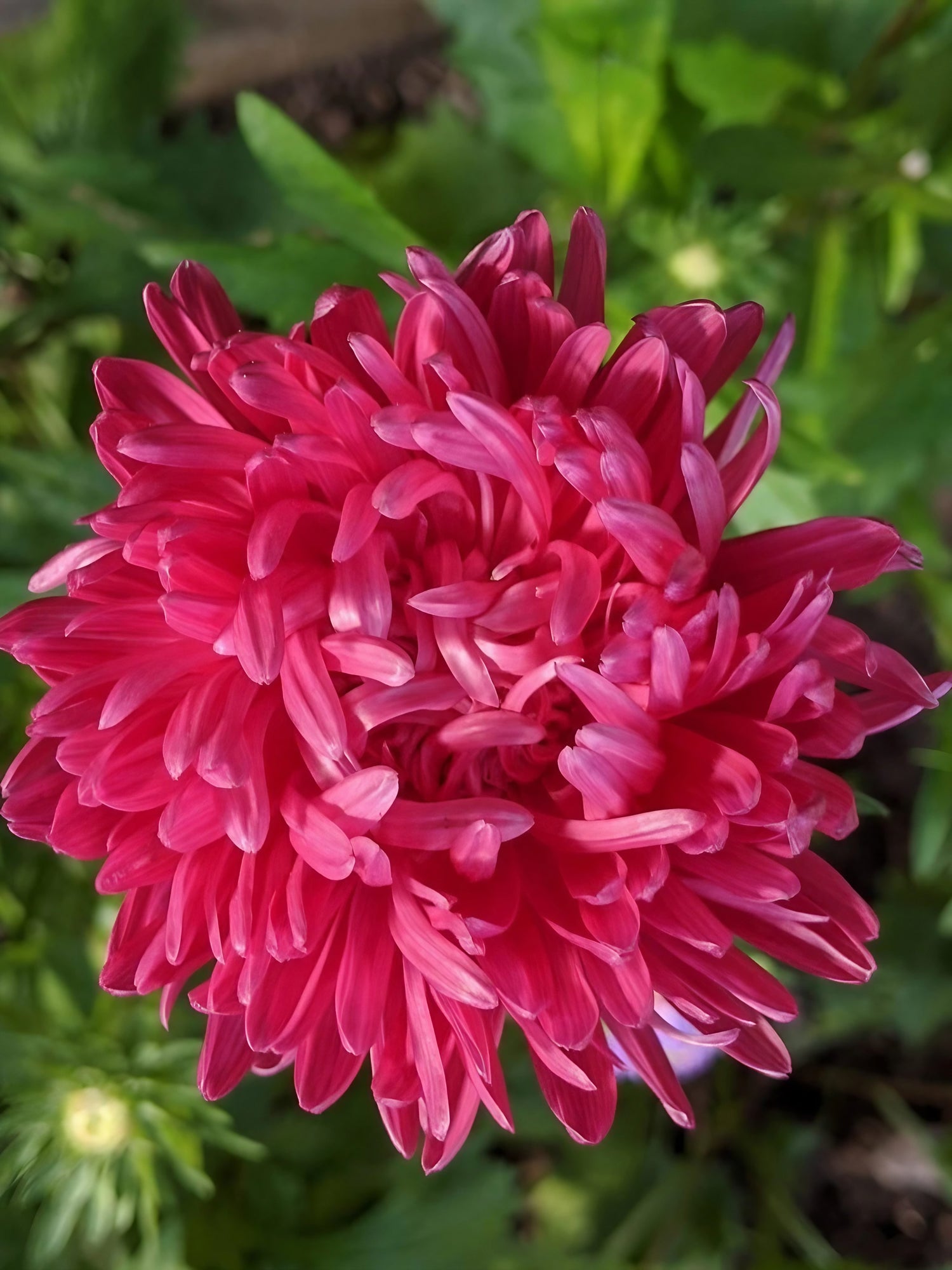 Close-up view of a pink Aster Duchess flower with its green foliage