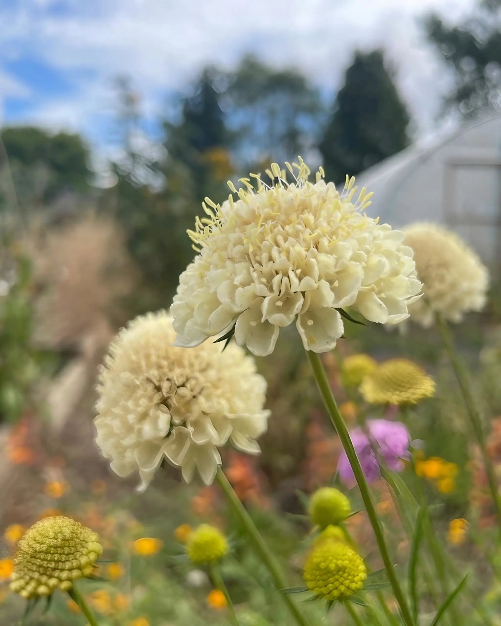 Close-up of pollinator-friendly Scabious Imperial Mix by Bishy Barnabees Cottage Garden—pale cream blooms with colorful flowers and green foliage, set against a white greenhouse and partly cloudy sky, classic for cottage gardens.