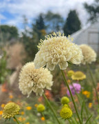 Close-up of pollinator-friendly Scabious Imperial Mix by Bishy Barnabees Cottage Garden—pale cream blooms with colorful flowers and green foliage, set against a white greenhouse and partly cloudy sky, classic for cottage gardens.