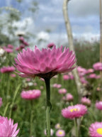 A close-up of a pink bloom from Bishy Barnabees Cottage Garden Strawflower Helipterum Roseum Mixed, with more soft pink flowers and green stems blurred in the field under a partly cloudy sky.