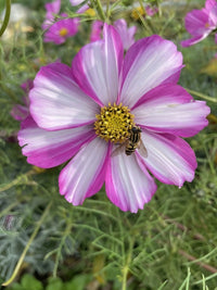 A close-up of Cosmos Sensation Mixed by Bishy Barnabees Cottage Garden Ltd highlights its pink and white petals and yellow center, with a bee collecting nectar amid delicate green foliage in the background.