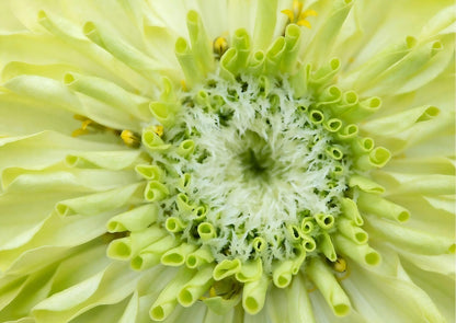 Detailed view of a Zinnia Green Envy bloom with white-tipped petals