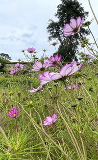 Cosmos Fizzy Rose by Bishy Barnabees Cottage Garden features pink, semi-double wildflowers with delicate petals and tall green stems, blooming in a field with buds. In the blurred background are a stone wall, tall trees, and a cloudy sky.