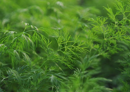 Close-up of Dill Bouquet Anethum graveolens foliage