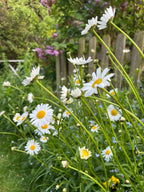 Bishy Barnabees Cottage Garden Oxeye Daisy blooms into white daisies with yellow centers, set among green grass and leafy plants, with purple wildflowers and a wooden fence in the background for a natural rewilding effect.
