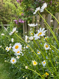 Bishy Barnabees Cottage Garden Oxeye Daisy blooms into white daisies with yellow centers, set among green grass and leafy plants, with purple wildflowers and a wooden fence in the background for a natural rewilding effect.