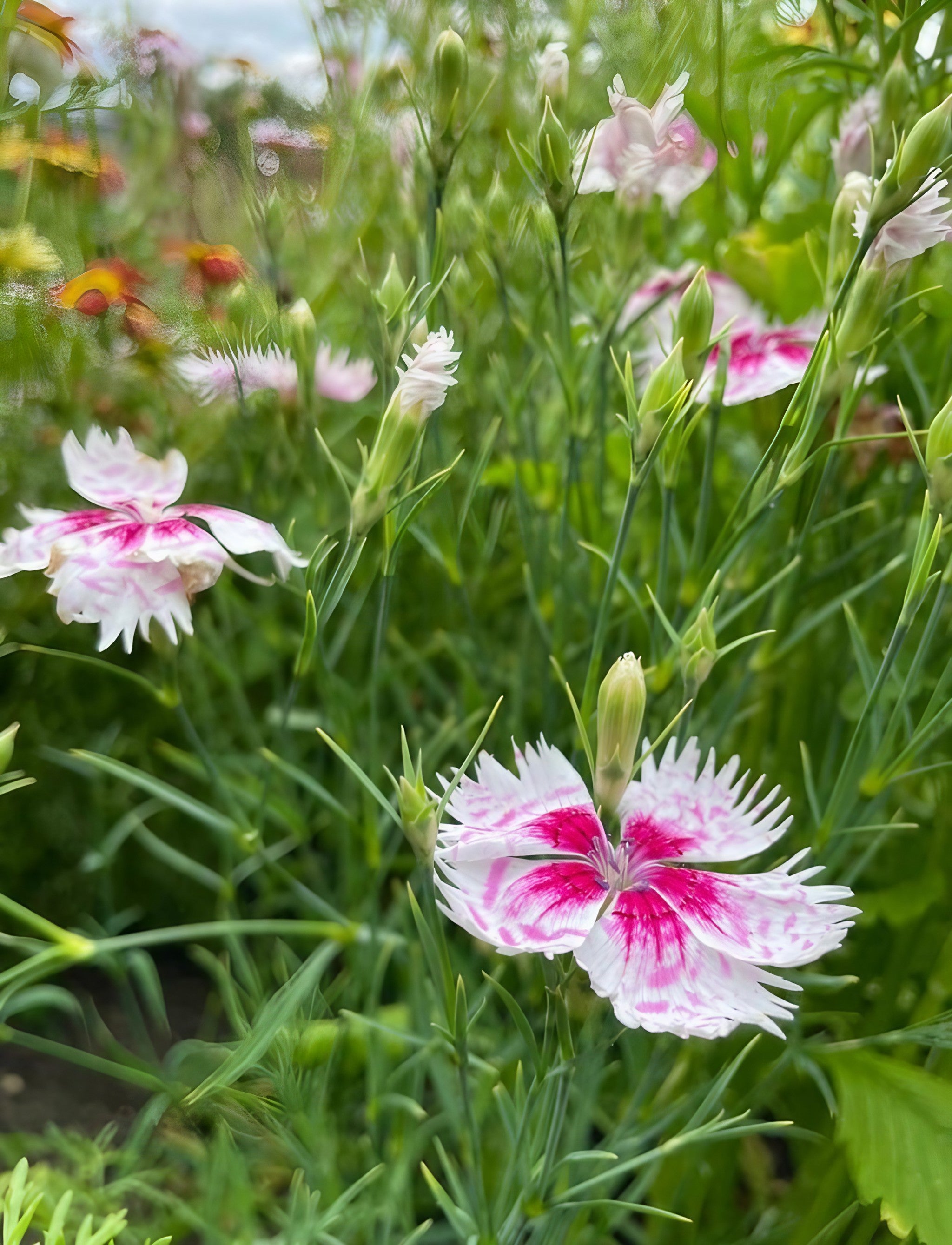Cluster of Dianthus Heddewegii Gaiety Single Mix blossoms in natural garden setting