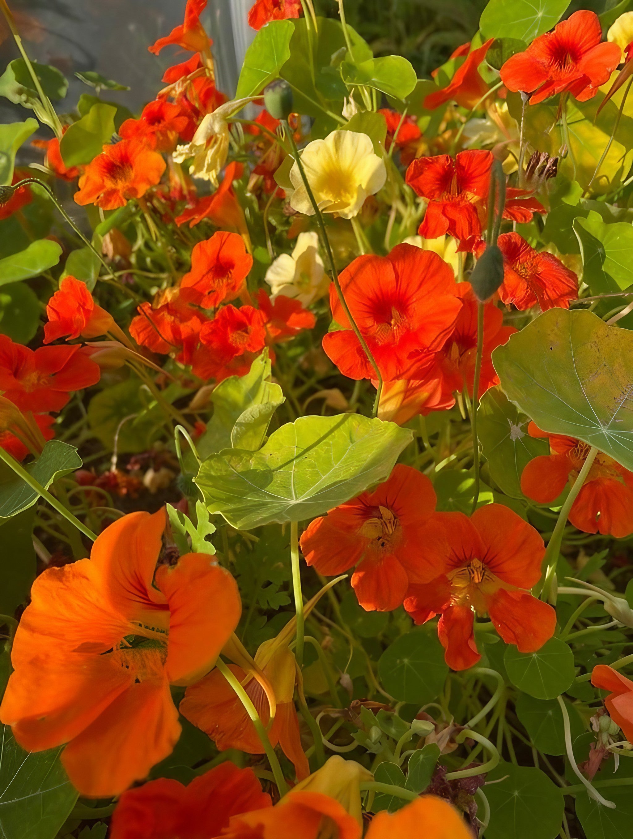 Close-up of orange Nasturtium Tom Thumb flowers in bloom