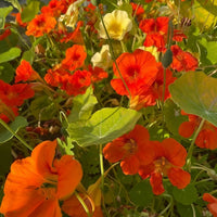 Bishy Barnabees Cottage Garden’s Nasturtium Tom Thumb produces bright orange and yellow blooms nestled among round green leaves, adding vibrant color to your garden with this dwarf ornamental edible variety.