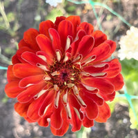 A vibrant orange-red Zinnia Giants of California flower from Bishy Barnabees Cottage Garden is seen in full bloom from above, displaying layered petals with a yellow center against blurred green foliage and soil in the background.