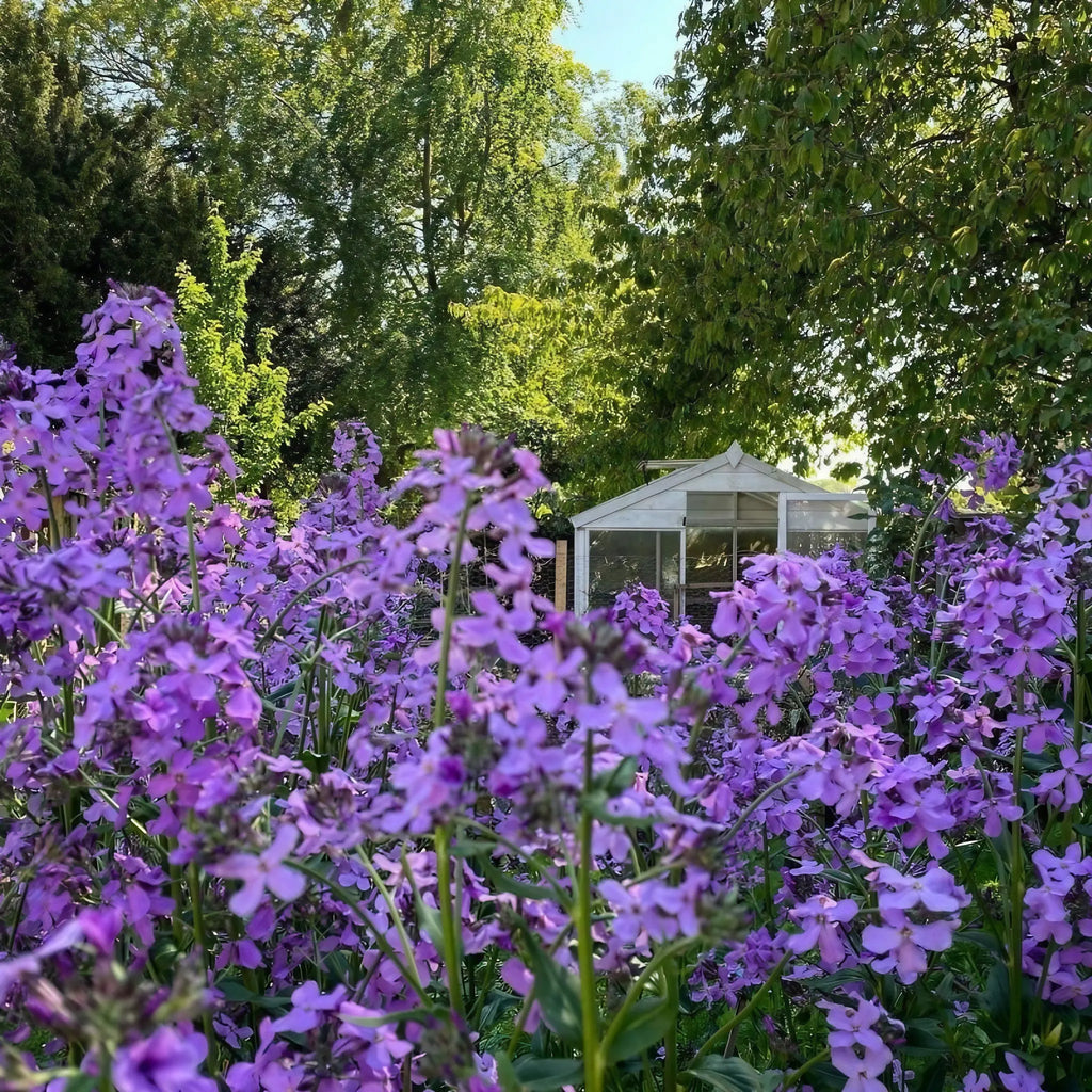 A garden bursting with Bishy Barnabees Cottage Garden’s Hesperis Purple (Sweet Rocket) blooms in front, while a white greenhouse peeks from lush trees beneath a sunny blue sky.