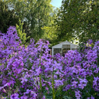 A garden bursting with Bishy Barnabees Cottage Garden’s Hesperis Purple (Sweet Rocket) blooms in front, while a white greenhouse peeks from lush trees beneath a sunny blue sky.